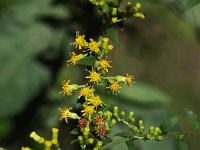 Rough-Leaved Goldenrod